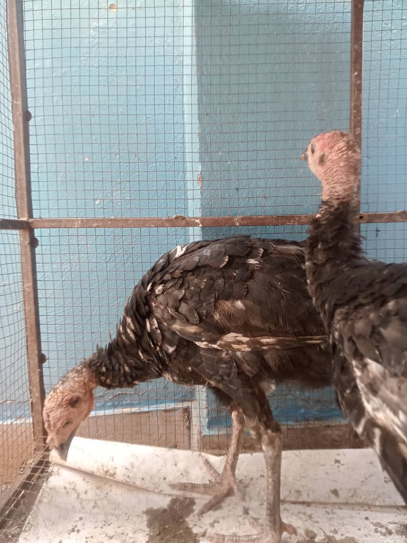 3 turkey 1