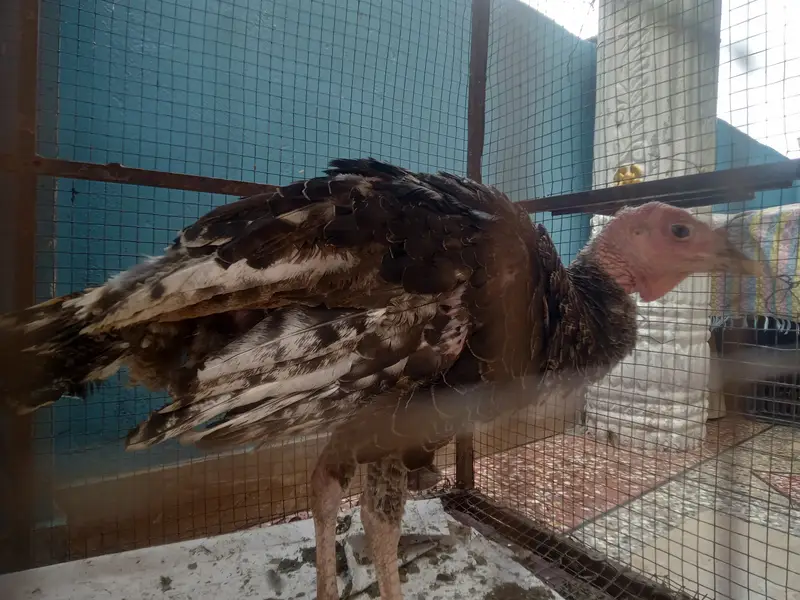 3 turkey — photo 3