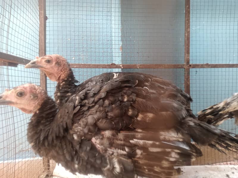 3 turkey 3