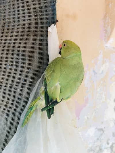 Green parrot for sell
