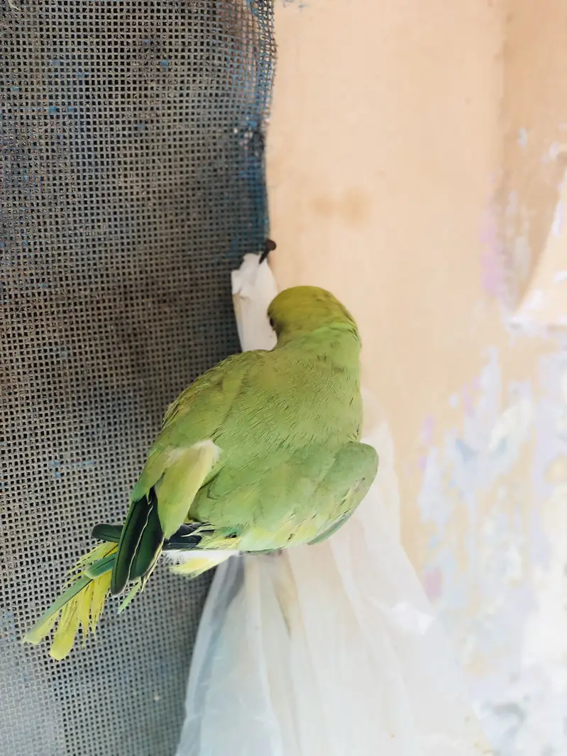 Green parrot for sell — photo 2