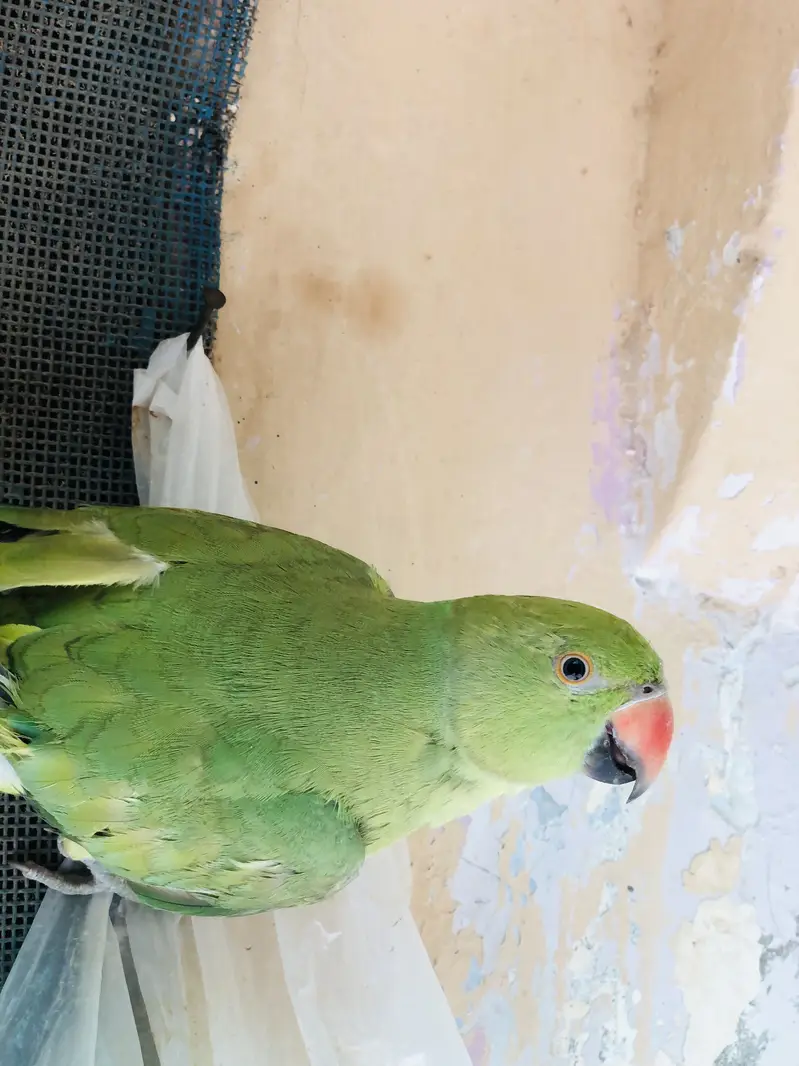 Green parrot for sell — photo 3