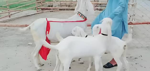 3 bacchon wali bakri gulabi for sale call/