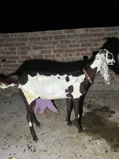 Bakri or sath Bakri ka bacha wo be bakri for sale