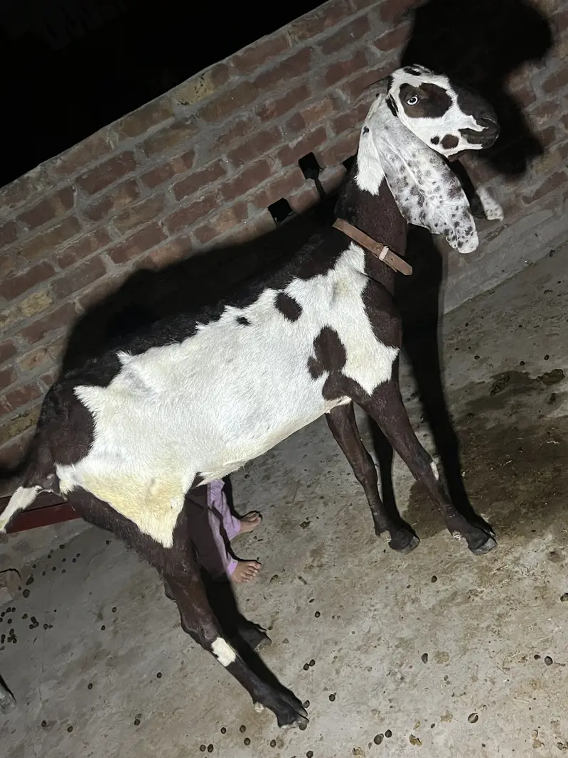 Bakri or sath Bakri ka bacha wo be bakri for sale — photo 2