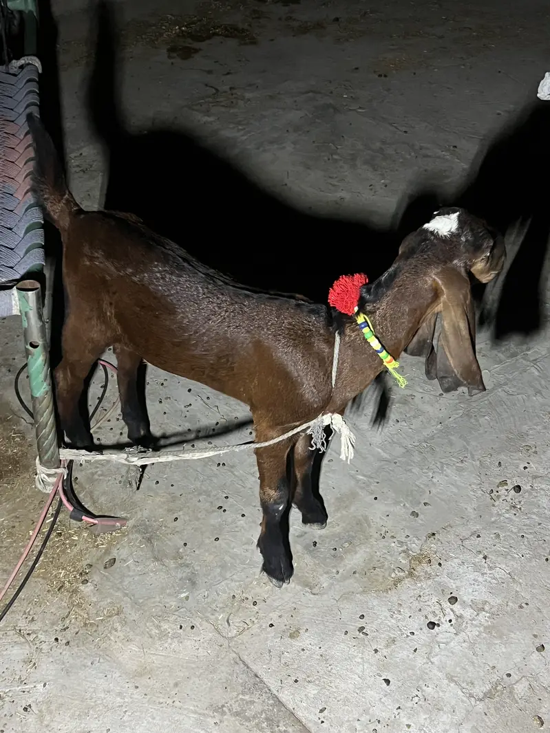 Bakri or sath Bakri ka bacha wo be bakri for sale — photo 3