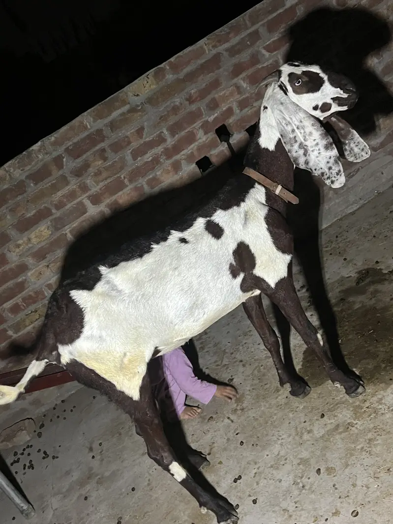 Bakri or sath Bakri ka bacha wo be bakri for sale — photo 4
