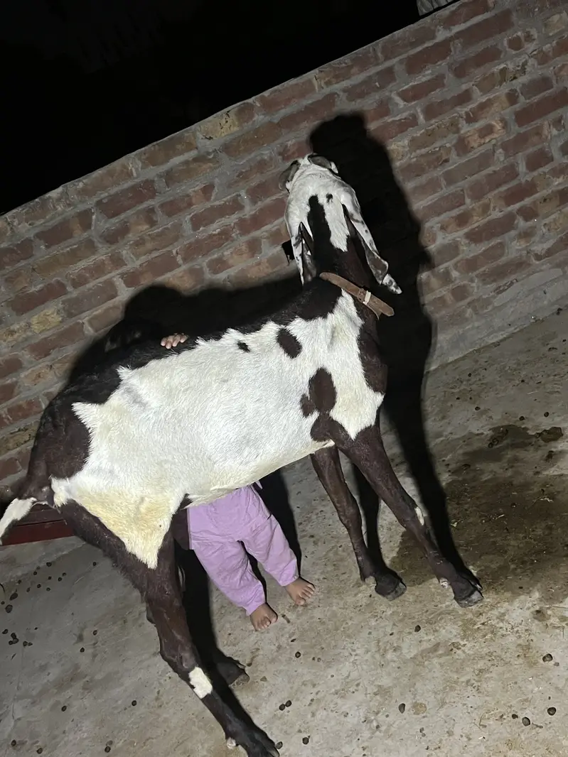Bakri or sath Bakri ka bacha wo be bakri for sale — photo 5
