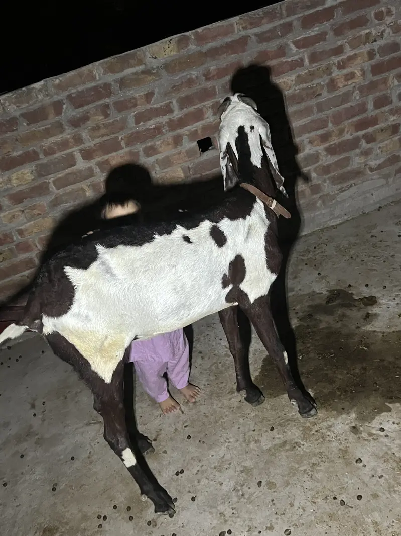 Bakri or sath Bakri ka bacha wo be bakri for sale — photo 6