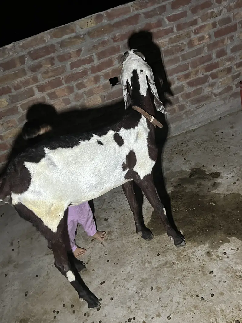 Bakri or sath Bakri ka bacha wo be bakri for sale — photo 7
