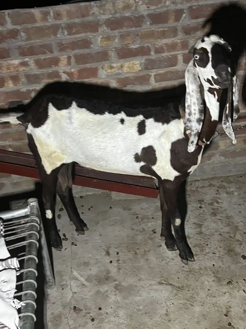 Bakri or sath Bakri ka bacha wo be bakri for sale — photo 8