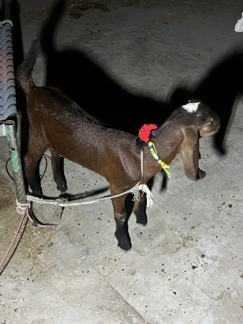 Bakri or sath Bakri ka bacha wo be bakri for sale — photo 9
