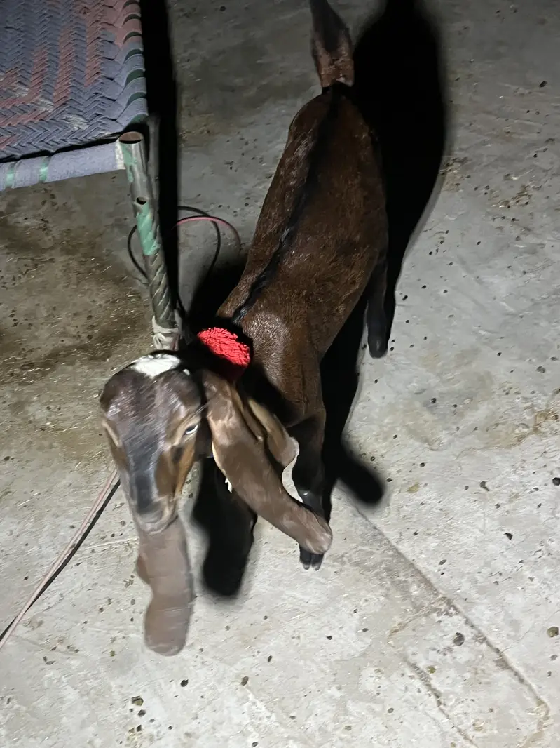 Bakri or sath Bakri ka bacha wo be bakri for sale — photo 10