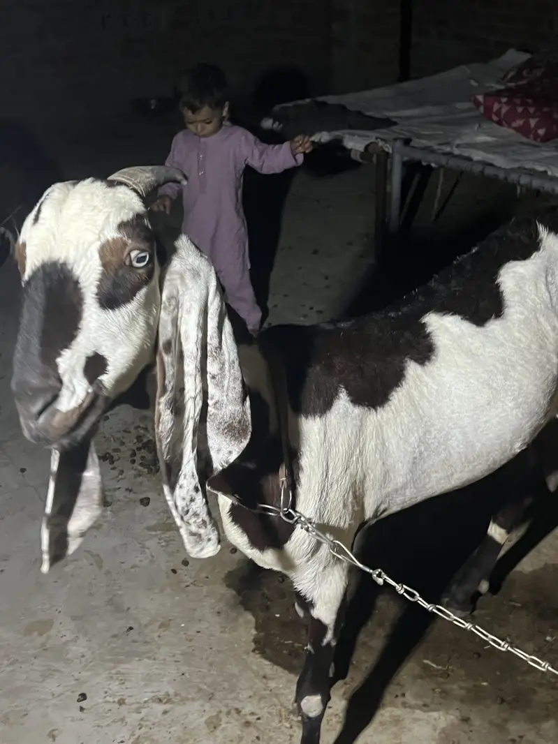 Bakri or sath Bakri ka bacha wo be bakri for sale — photo 11