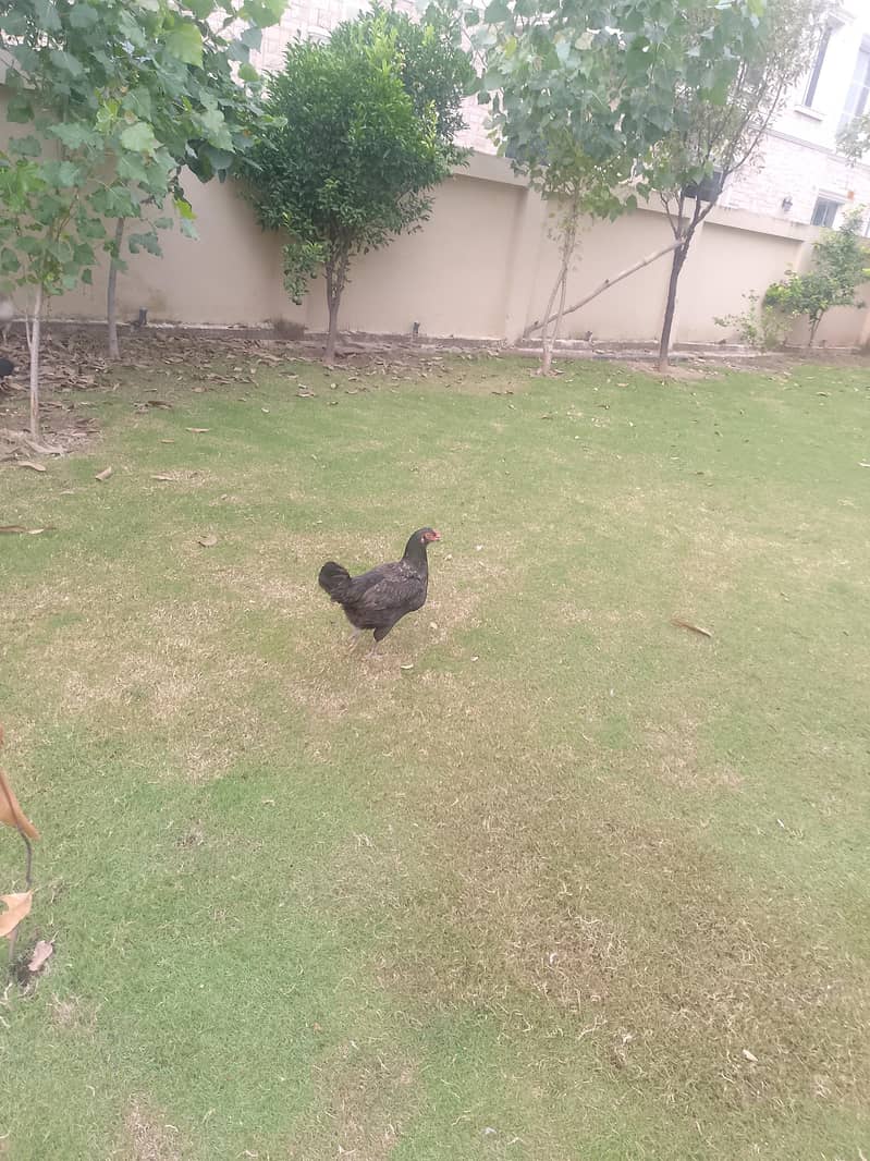 میرے پاس اچھے نسل کی مرغیاں ہیں کوئی بھائی خریدنا چاہتا ہے تو جلد رابط 0