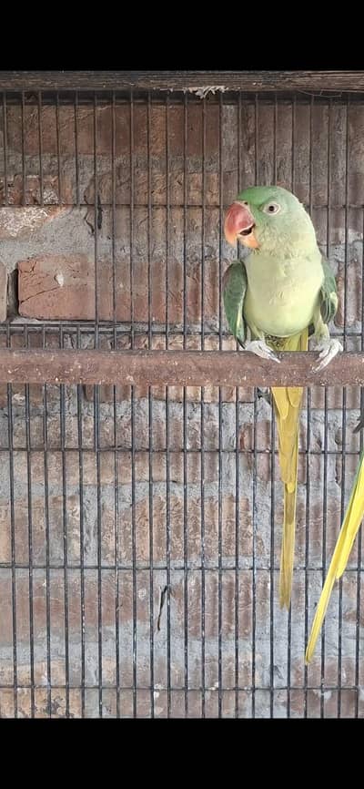 Alexander Or Sun conure