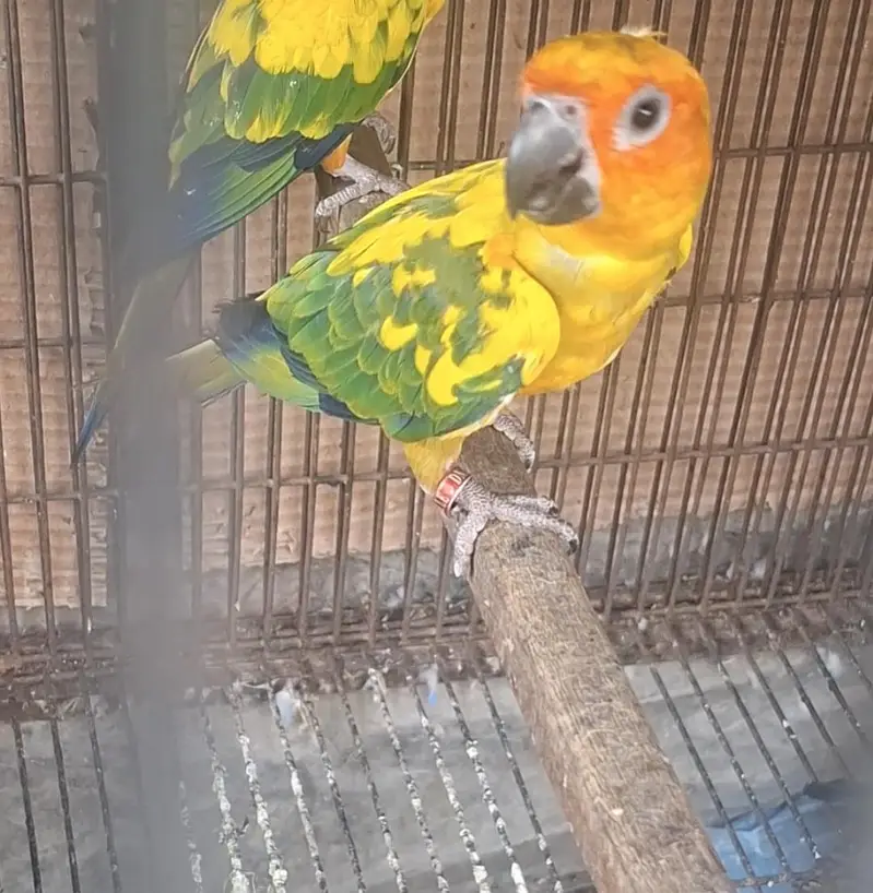 Alexander Or Sun conure — photo 2