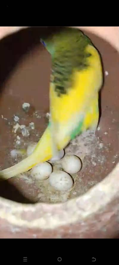 Budgies red eye black eye with eggs or chicks available