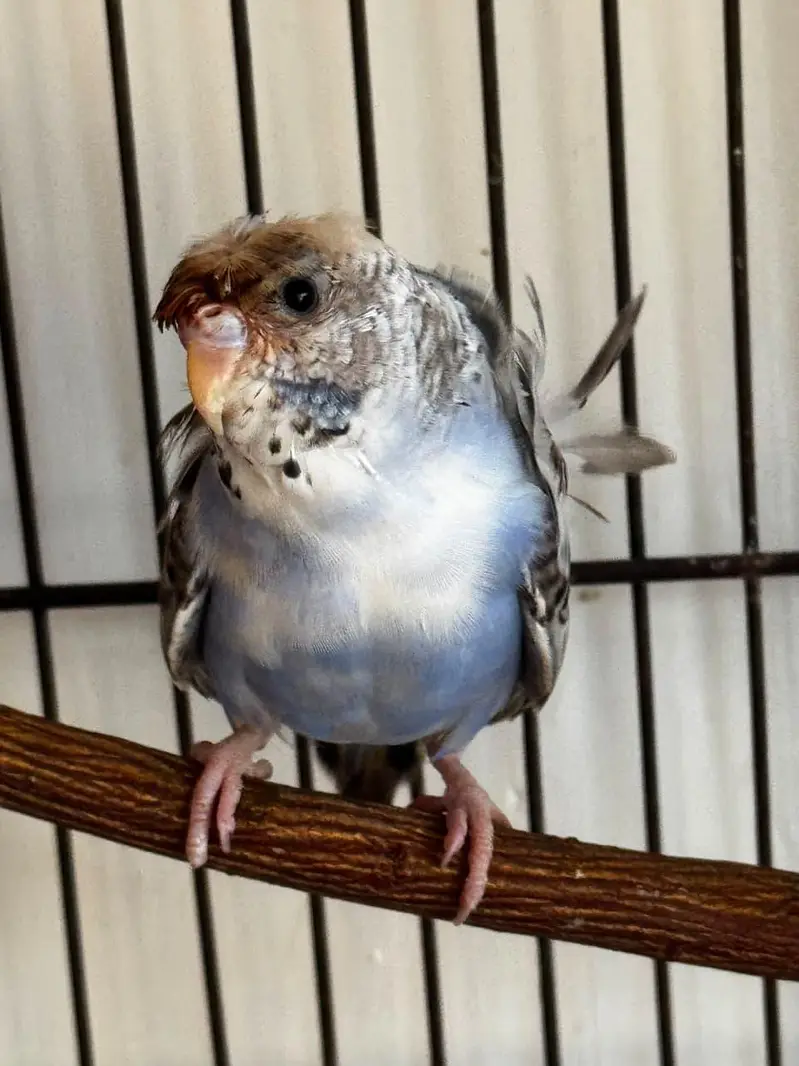 Budgies red eye black eye with eggs or chicks available — photo 2