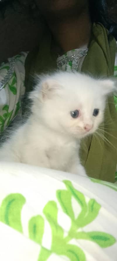 Persian kitten pair