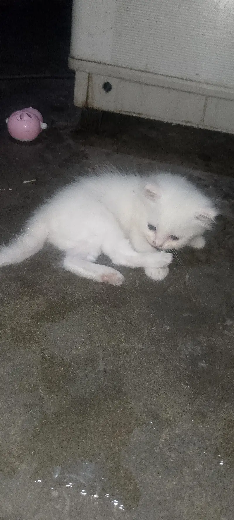 Persian kitten pair — photo 2