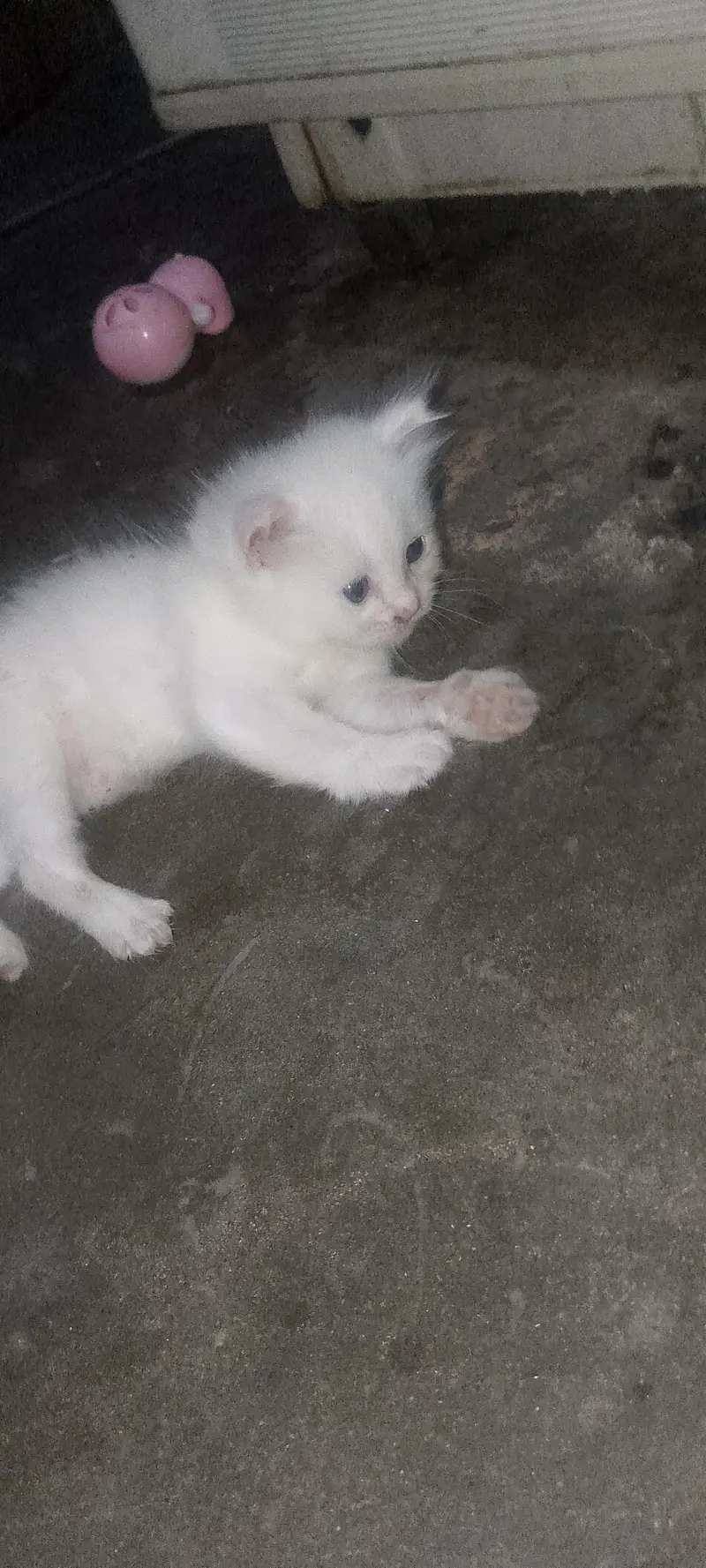 Persian kitten pair — photo 3