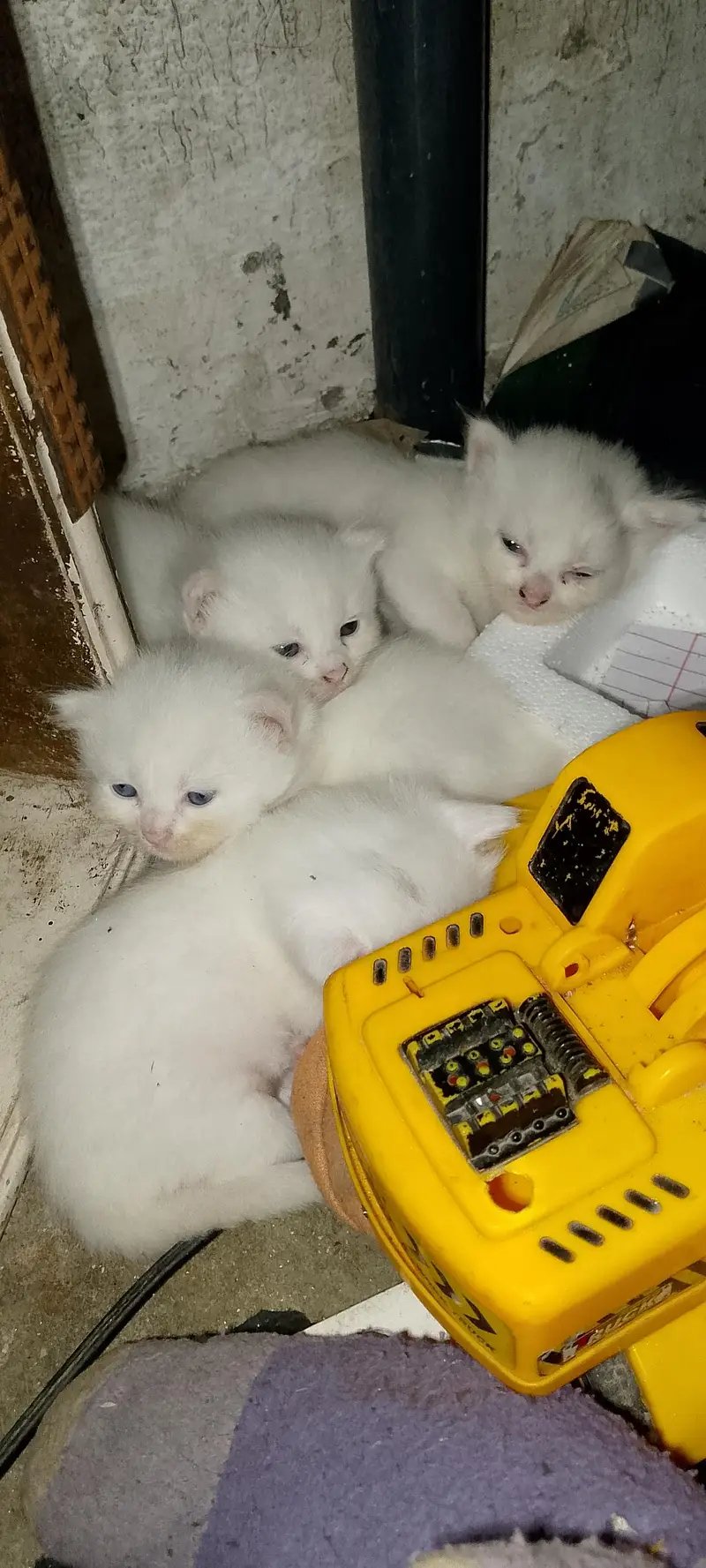 Persian kitten pair — photo 4
