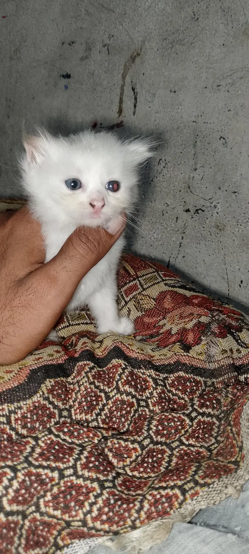 Persian kitten pair — photo 5
