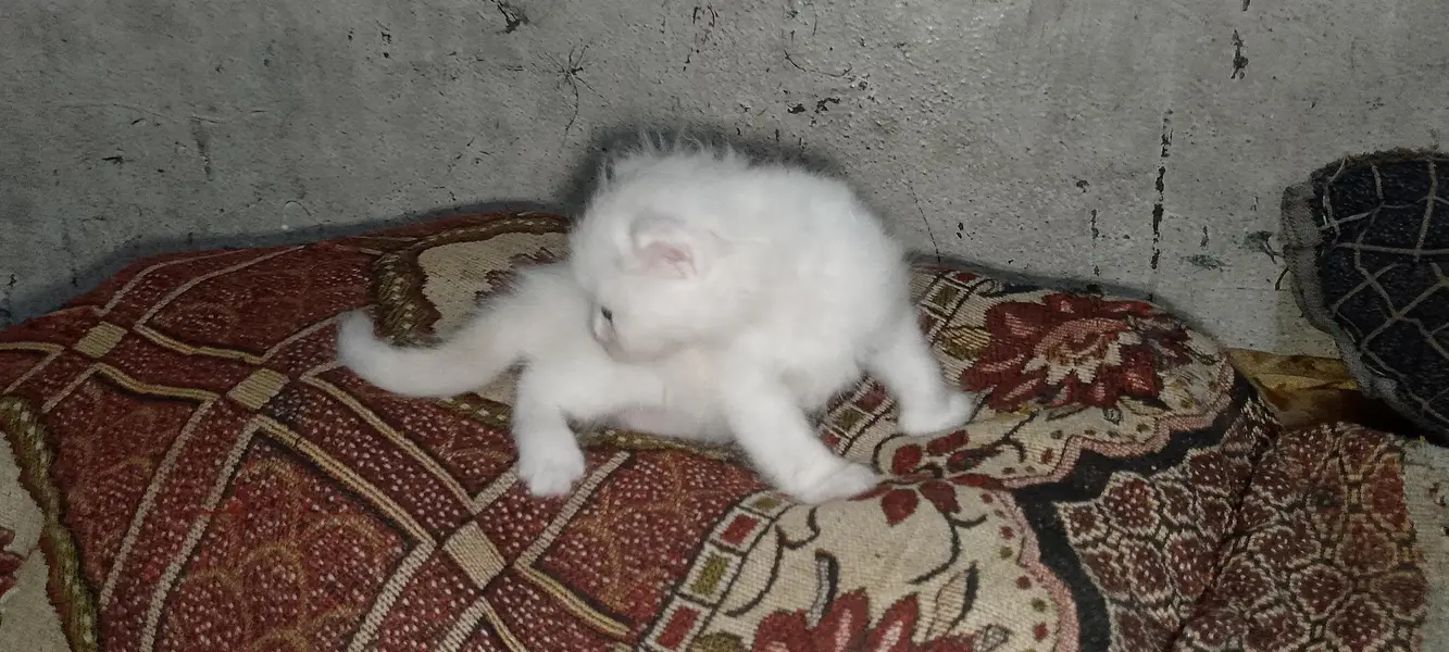 Persian kitten pair — photo 6
