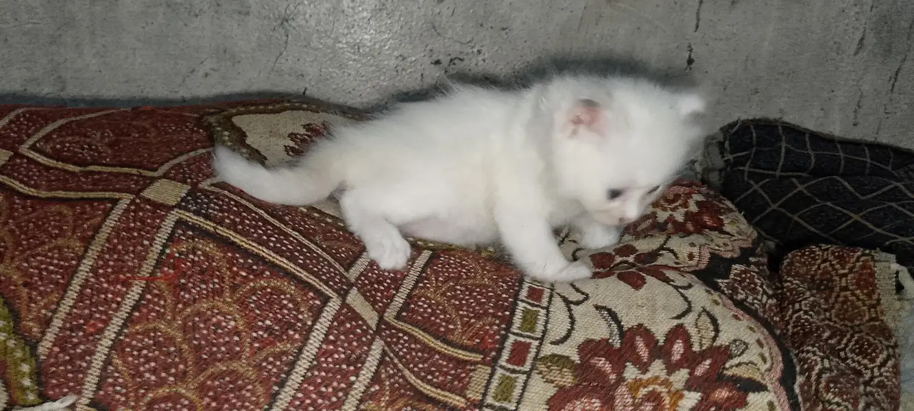 Persian kitten pair — photo 7