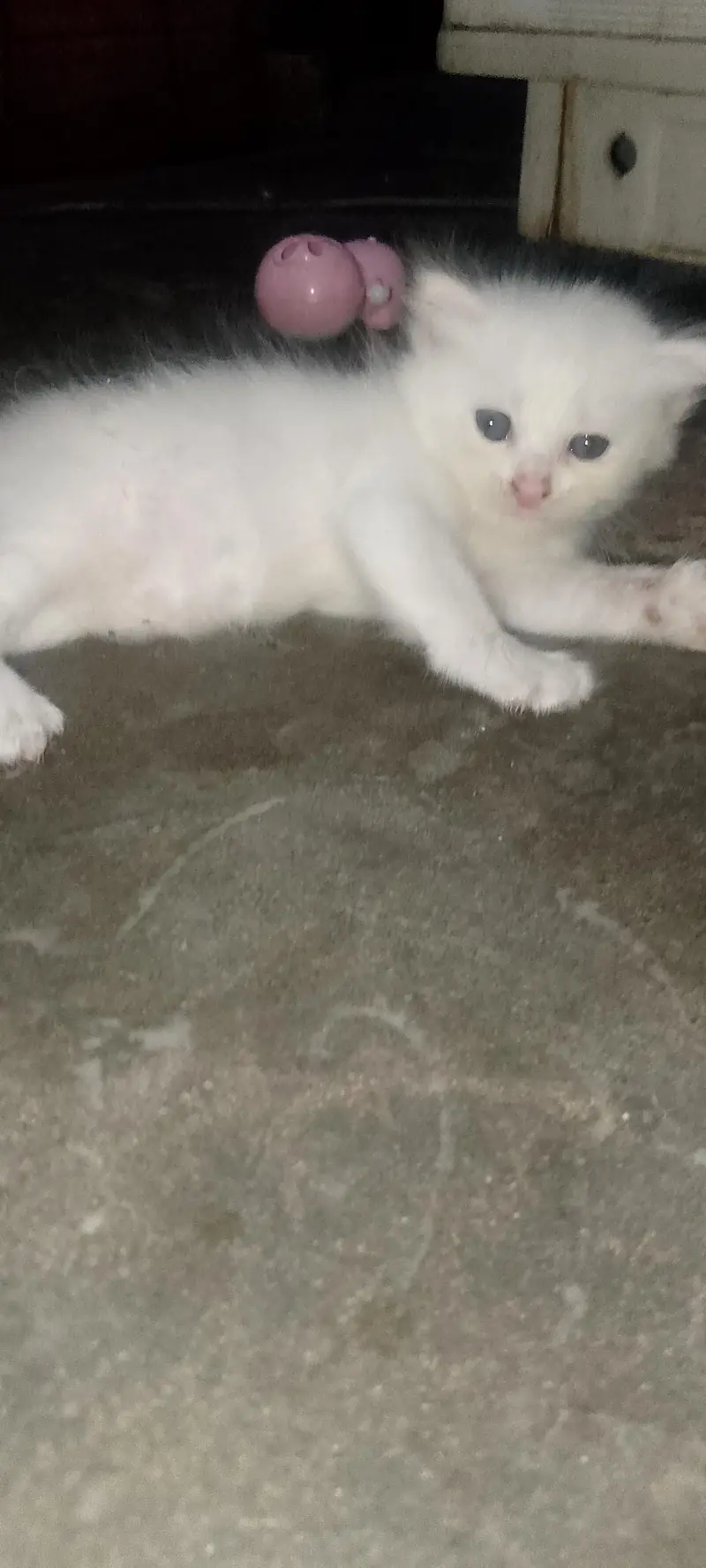 Persian kitten pair — photo 8
