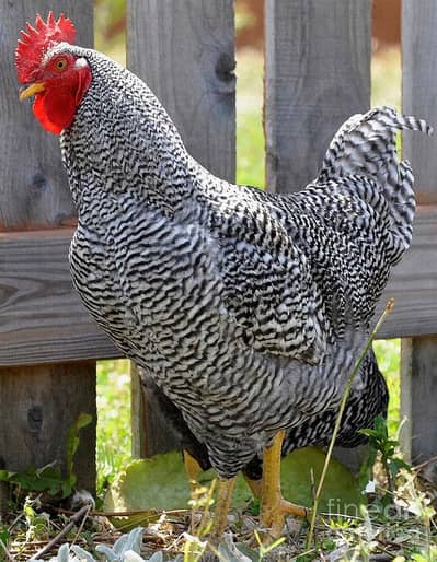 Plymouth heritage male