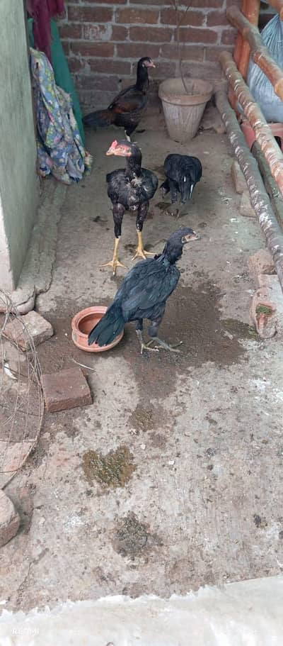 Aseel hens home breed
