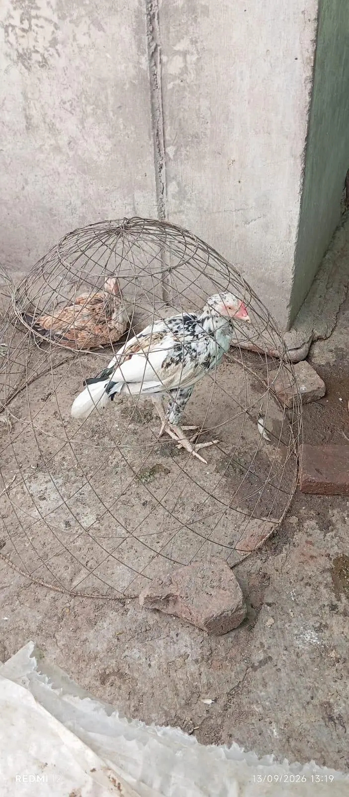Aseel hens home breed — photo 2