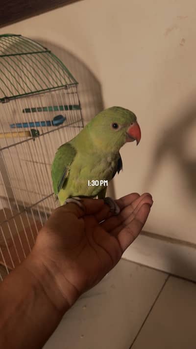 Ringneck parakeet