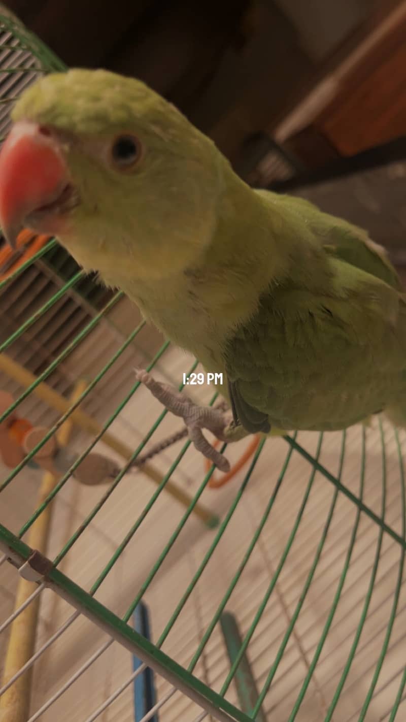 Ringneck parakeet 1