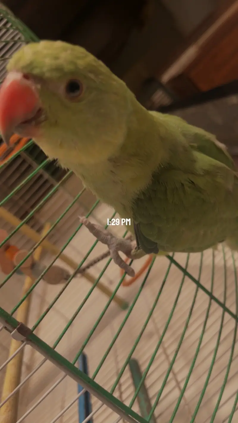 Ringneck parakeet — photo 2