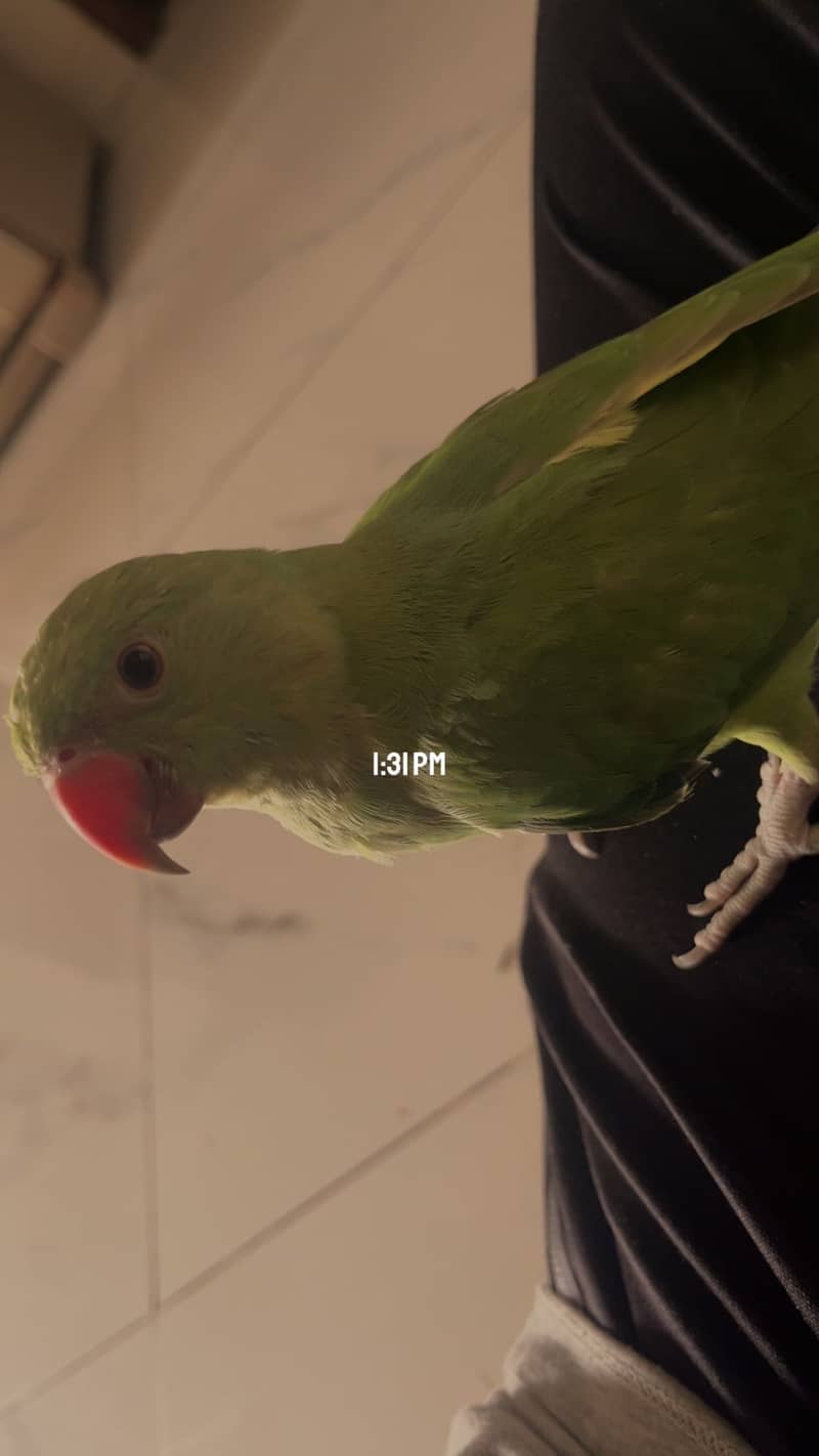 Ringneck parakeet 2