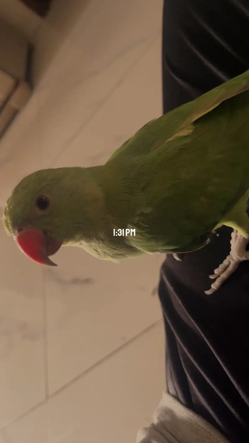 Ringneck parakeet — photo 3