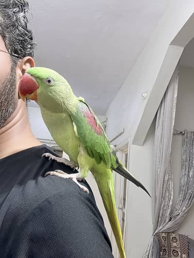 Raw alexandrine female parrot with cage