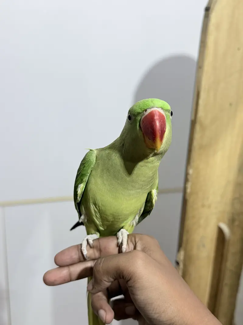 Raw alexandrine female parrot with cage — photo 2