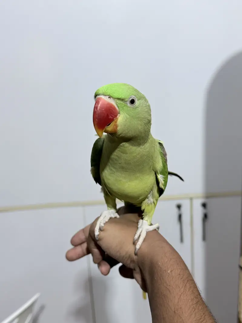 Raw alexandrine female parrot with cage — photo 3