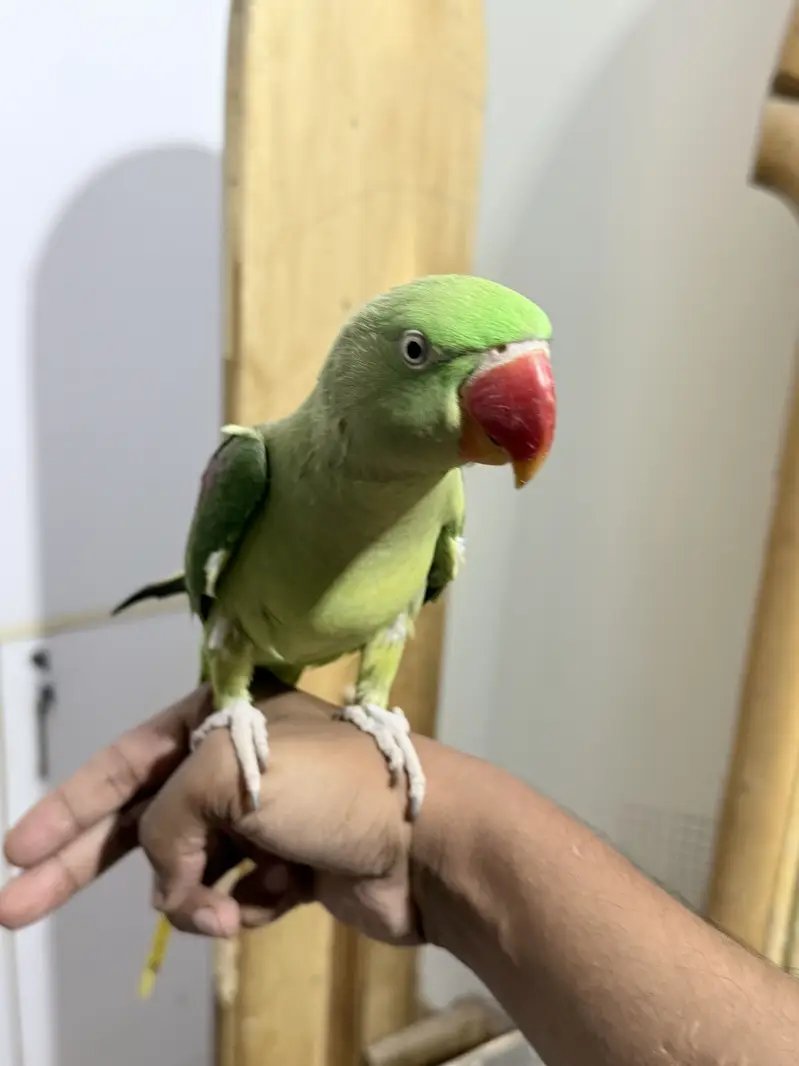 Raw alexandrine female parrot with cage — photo 4