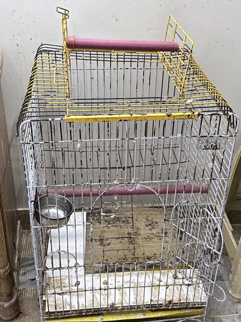 Raw alexandrine female parrot with cage — photo 5