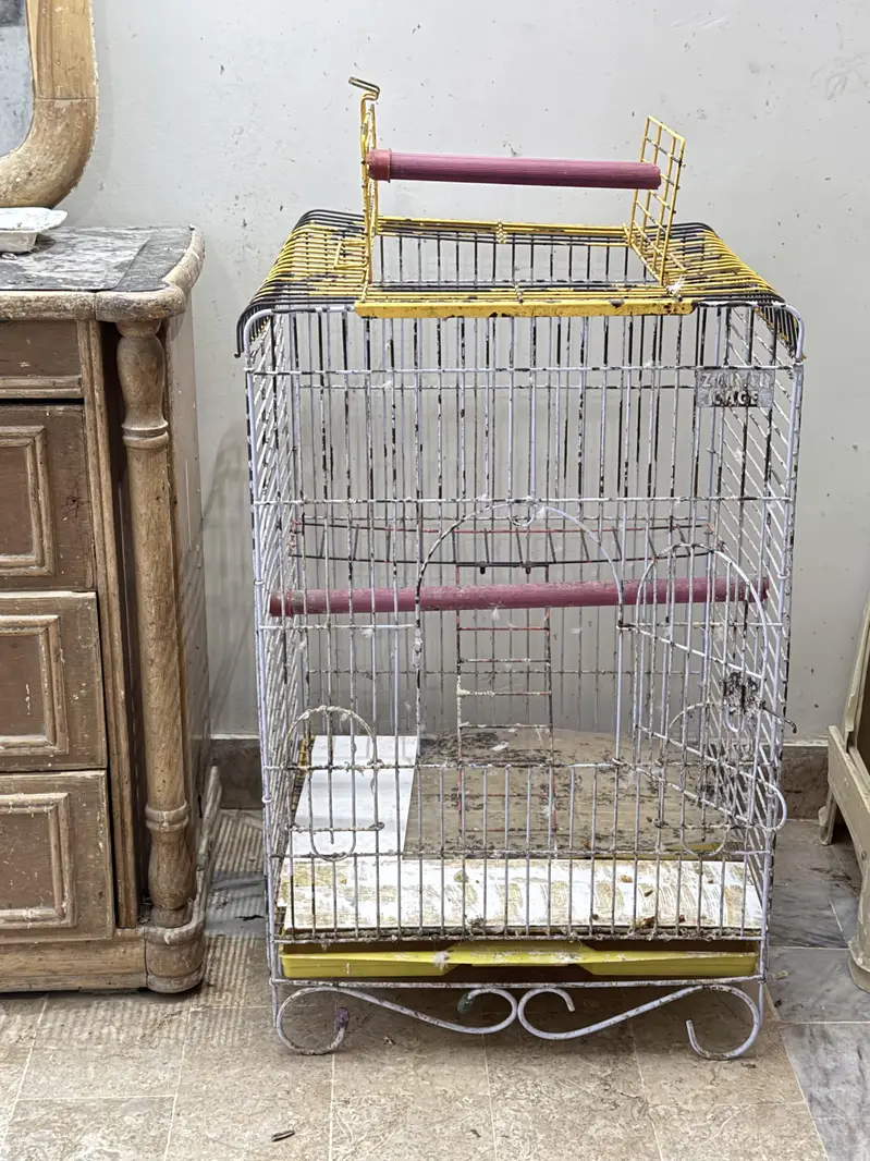 Raw alexandrine female parrot with cage — photo 6