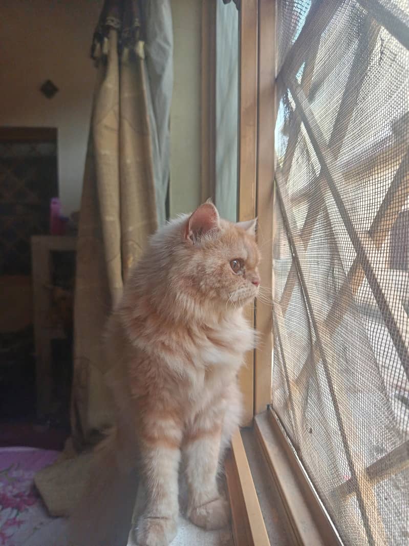 Persian cat 1