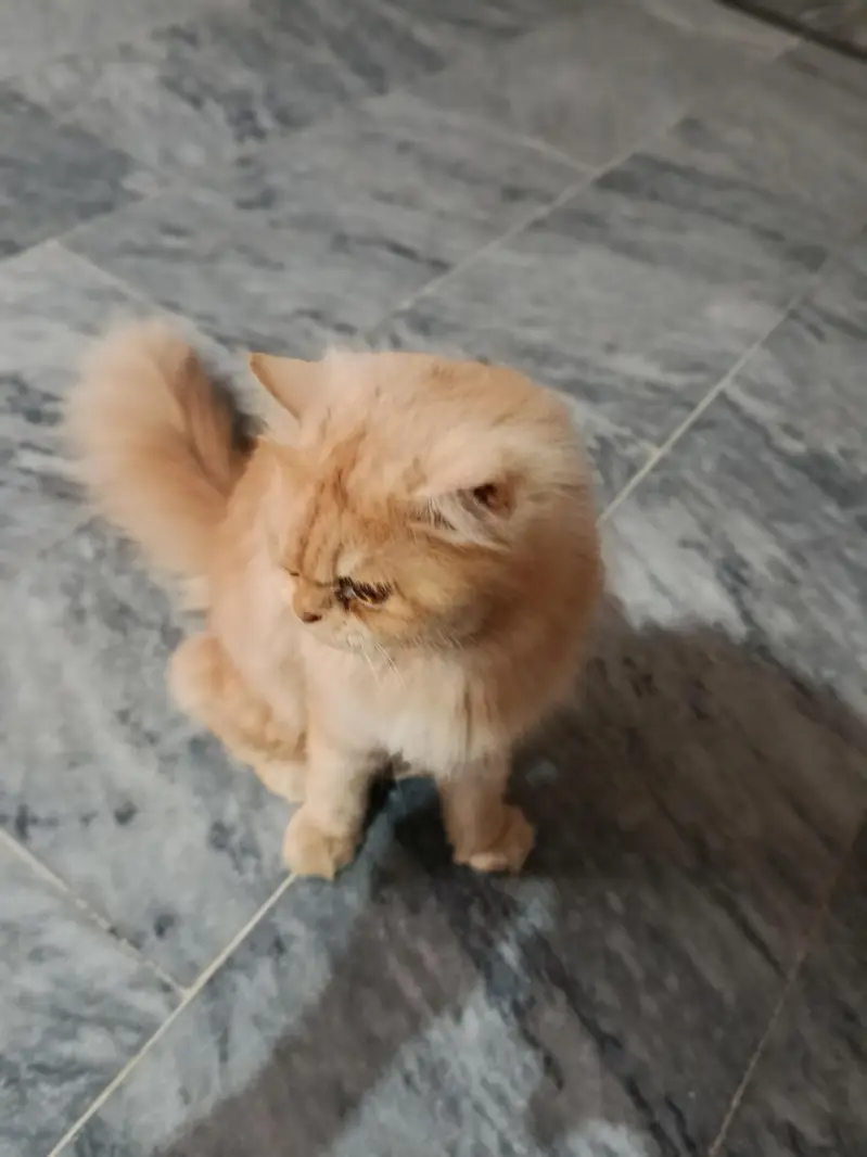 Persian cat — photo 3