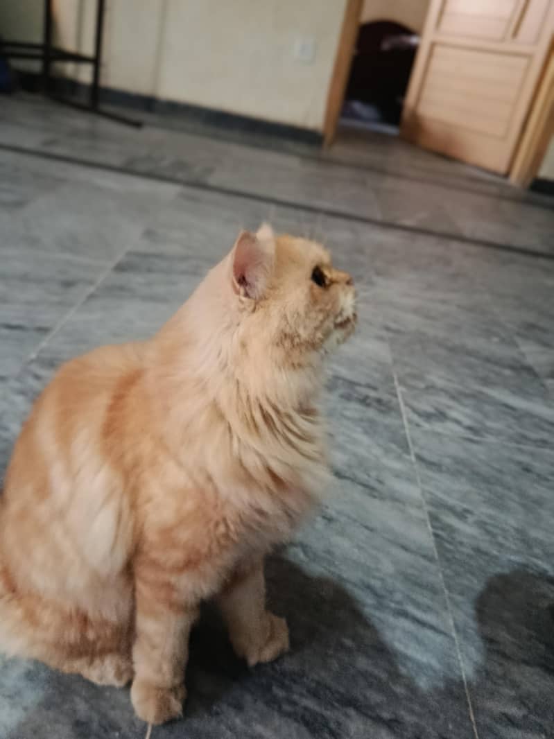Persian cat 3