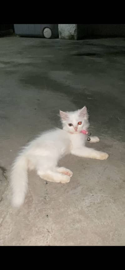 Persion kitten