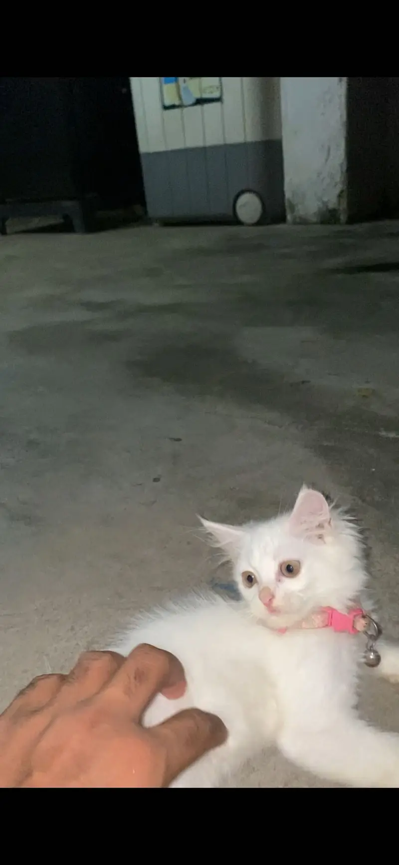 Persion kitten — photo 2
